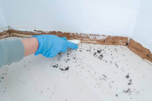 Best Flea Control Services  in Whitehouse, OH